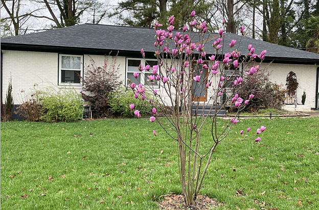 house picture